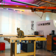 Katze sitzt auf Werkbank