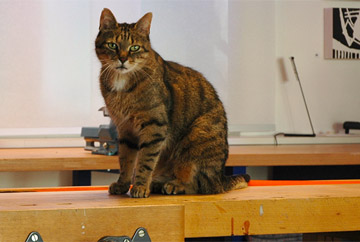 Katze Filou sitzt auf Werkbank