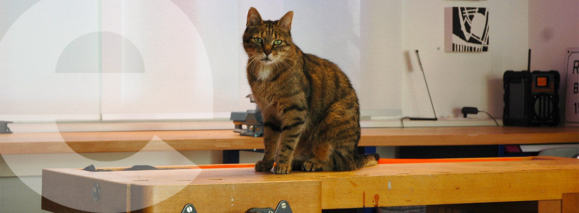 Katze Filou sitzt auf Werkbank
